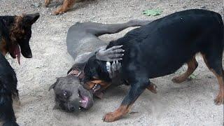 Cane Corso vs Rottweiler. Dog fight in the dog park. German Shepherd as a judge.
