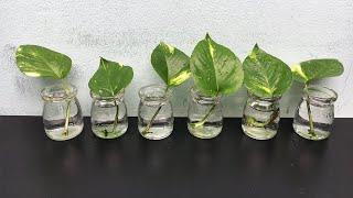 2 ways to grow money plant from single leaf very easy