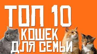 ТОП 10 КОШЕК ДЛЯ СЕМЬИ Лучшие кошки для семьи