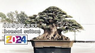 inspirasi bonsai sultan di tahun 2024 sangat istimewa