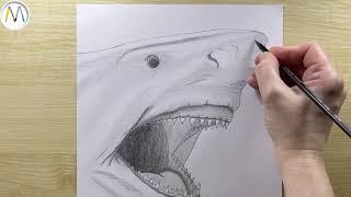 Как нарисовать АКУЛУ  Shark drawing