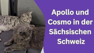 Katzen in der Sächsischen Schweiz und kann man mit jeder Katze reisen?