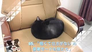 65. 「眠くて仕方がない お昼寝モードの猫たち」