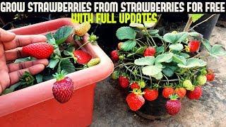 How To Grow Strawberries From Seed WITH UPDATES