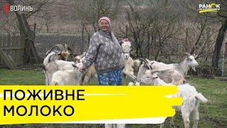 Козяча ферма в Пятикорах  чи вигідно утримувати і розводити кіз?