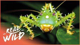 Incredible Insects Of The Amazon  Mini Monsters Of Amazonia  Real Wild