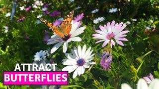 How to Collect the Seeds of Osteospermum African Daisy  Easiest Way to Propagate BirdofParadise