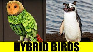 HYBRID BIRDS - Animals That Dont Exist