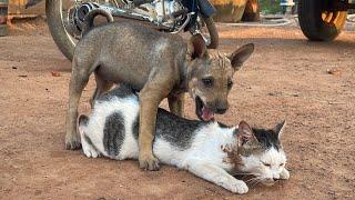 CatS Love   Dog mating cat in Heat