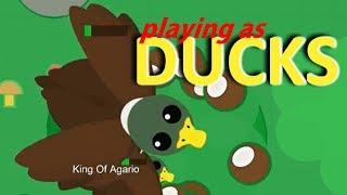 MOPE.IO  PLAYING AS DUCK  EXPERIMENTAL