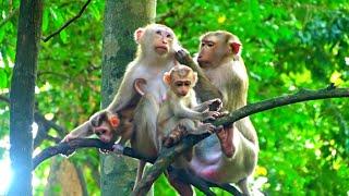 Very Nice Clip -- Great Monkey Family Nursing & Taking Care Each Other On The Tree Happily #cute