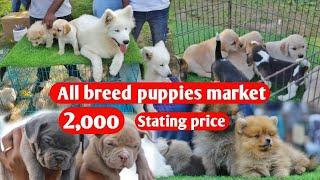 All breed puppies market with phone number and details  Rs 2000 starting price