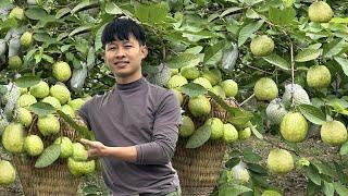 2 Years Alone in Forest. Harvesting Big Guava Big Banana to market sell. Raise chickens ducklings