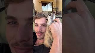 My meerkat companion  #cute #animals #animallover #wildlife