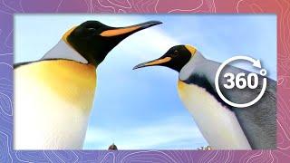 A Day in the Life King Penguin  Wildlife in 360 VR