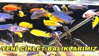 İŞTE YENİ CİKLET BALIKLARIMIZ l 2. Akvaryuma Balıkları Aldık