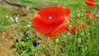 What a Beautiful Flowers Poppy  Road site Beauty