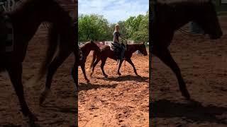 Want a gentle fun trail horse who can play around in the arena as well? Check out Cash