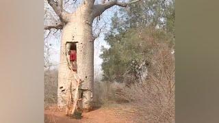 Baobabs als Wasserreservoirs in Ampotaka Madagaskar