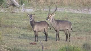 WATERBUCK MATING IS QUITE DIFFICULT ANIMALS MATING
