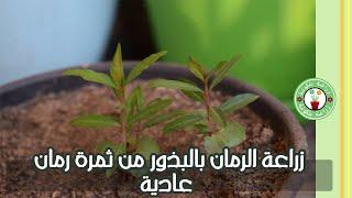 طريقة زراعة شجرة الرمان بالبذور من ثمرة رمان عادية في المنزل