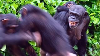 Huge Chimpanzee Fights