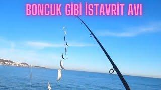 BONCUK GİBİ İSTAVRİT AVI