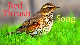 Red Thrush Song.Turdus naumanni.