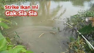 Strike Ikan Mas Jadi Gak Sia Sia Pemancing Nekat Mancing di Spot ini