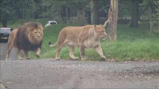 Knowsley Safari Lion Pride