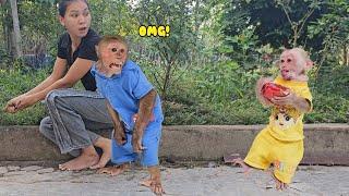 So funny cute Kuku angry with monkey Su for secretly stealing moms fruit