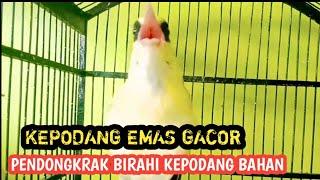 KEPODANG GACOR  KEPODANG EMAS GACOR bikin kepodang lain langsung gacor