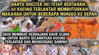 Bantu Shelter Tetap Bertahan 30 Kucing Terlantar Butuh Persediaan Makanan Saya Menjual Keranjang