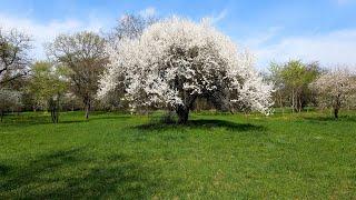 Spring tree Blossoms and Forest birds Singing