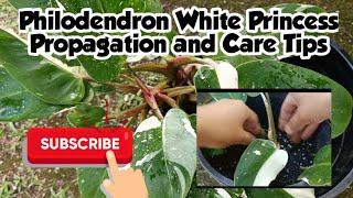 Philodendron White Princess Propagation and Care Tips#PhilodendronWhite#gardener#begginer