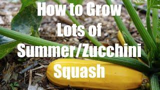 How To Grow LOTS of SummerZucchini Squash  - in 4K