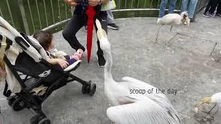 Pelican attacked human child in the bird park Scoop of the day