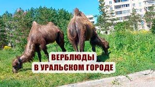 Испытание лотков на прочность  Верблюды в городе