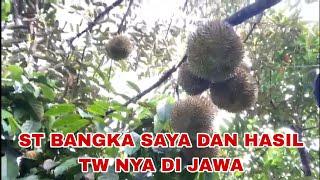 ENTREST POHON DURIAN ST BANGKA DI TW DUSUN SIGALUH BANJAR  NEGARA JAWA TENGAH