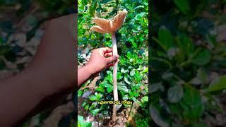 Big Mushroom  കഴിക്കാൻ പറ്റുന്ന വലിയ കൂൺ