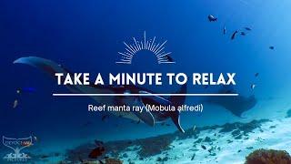 Take a Minute XXIV  Reef Manta Ray Mobula alfredi