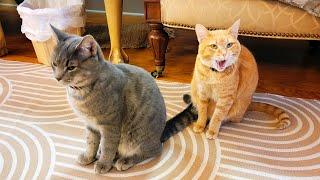 Two Naughty Playful Cats. Cats Funny Life. Lovely Cats Jessica & Johnny #cats #pets #viral