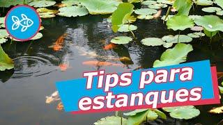  TIPS para ESTANQUES · Montaje y mantenimiento 