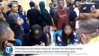 Viral tiga remaja melakukan tindakan mesum di kandang ayam Baru foreplay keburu kepergok