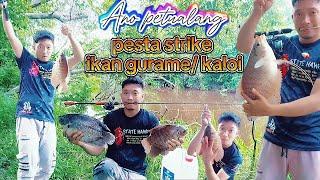 Mancing ikan gurami  kaloi emang mantap strike berkali-kali