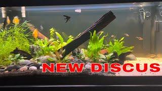 Plant Growth Update plus NEW DISCUS 40 Gallon Breeder Freshwater Planted Aquarium