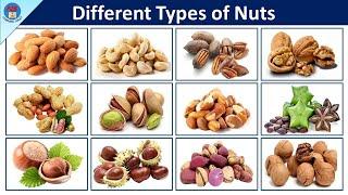 Different types of nuts  Types of Nuts  Nuts Vocabulary in English  50 - Types Of Nuts  Nuts