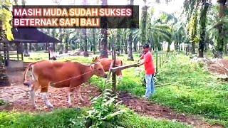 PETERNAK LEMBU  SAPI SUKSES DI KEBUN KELAPA SAWIT