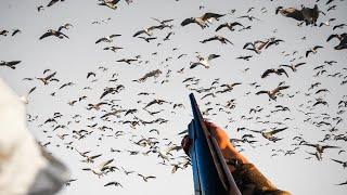 DECOYING Huge Flocks of GEESE Limited Out Goose Hunting 2024