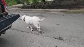 Cute Super Fat Lab. Funny Dog